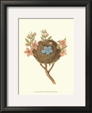 Antique Bird's Nest I by James Bolton Pricing Limited Edition Print image