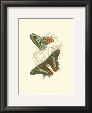 Butterflies Iv by Sir William Jardine Pricing Limited Edition Print image