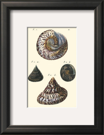 Sea Shells Ii by Denis Diderot Pricing Limited Edition Print image