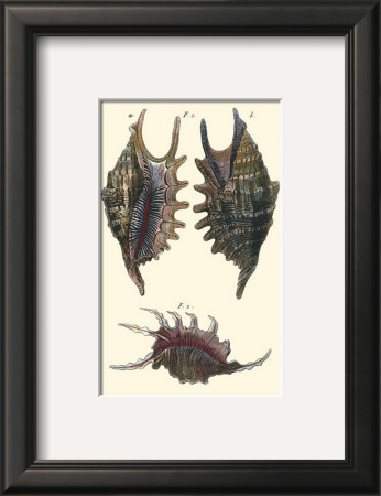 Sea Shells Viii by Denis Diderot Pricing Limited Edition Print image