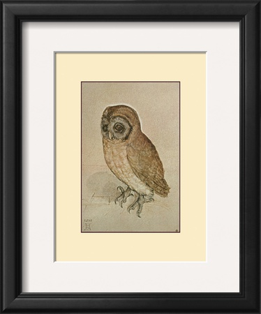 Little Owl by Albrecht Durer Pricing Limited Edition Print image