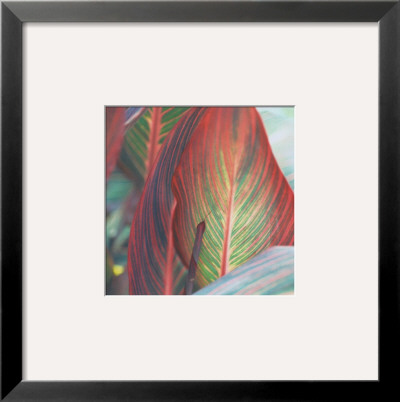 Vermillion I by Heather Johnston Pricing Limited Edition Print image
