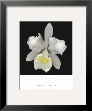 Cattleya by Harold Feinstein Pricing Limited Edition Print image