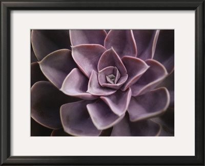 Echeveria I by Andrew Levine Pricing Limited Edition Print image