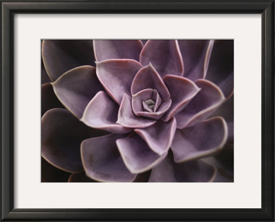 Echeveria I by Andrew Levine Pricing Limited Edition Print image
