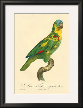 Barraband Parrot No. 89 by Jacques Barraband Pricing Limited Edition Print image