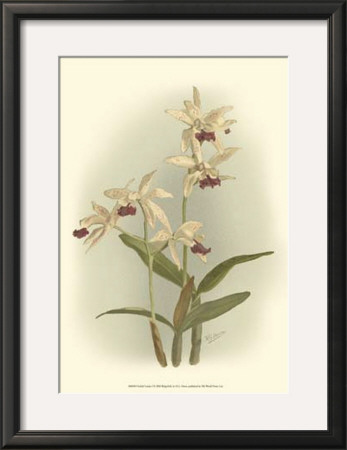 Orchid Garden I by H.G. Moon Pricing Limited Edition Print image