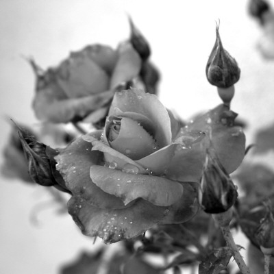 Rose Buds by Nicole Katano Pricing Limited Edition Print image