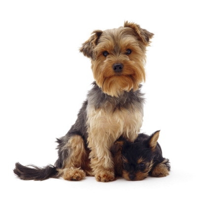 Yorkshire Terrier Bitch Sittig With One Of Her Pups, 8 Weeks Old by Jane Burton Pricing Limited Edition Print image