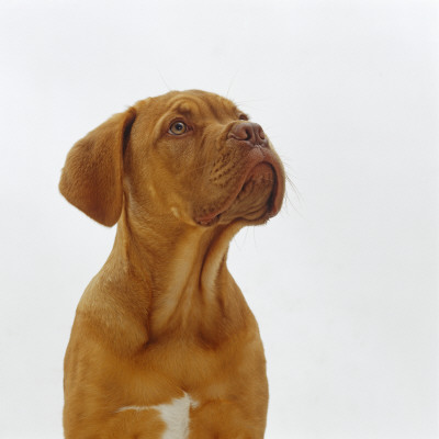 Dogue De Bordeaux Dog Puppy, 15 Weeks Old, Sitting And Looking Up by Jane Burton Pricing Limited Edition Print image