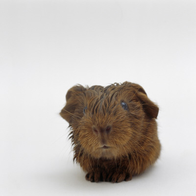Newborn Red Guinea Pig, Still Wet From Birth by Jane Burton Pricing Limited Edition Print image