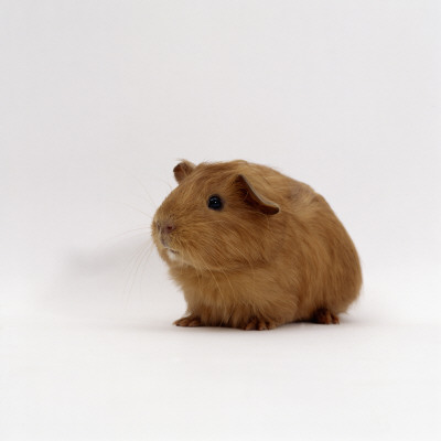 Young Red Smooth-Haired Male Guinea Pig by Jane Burton Pricing Limited Edition Print image