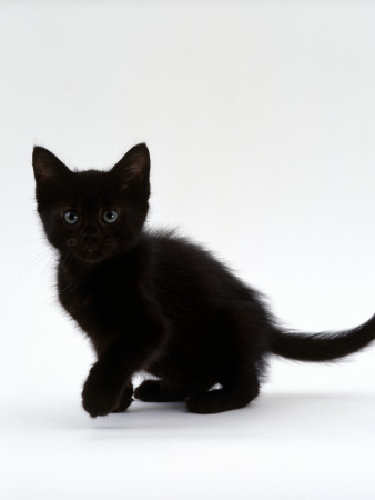 Domestic Cat, 9-Weeks, Black Shorthair Kitten by Jane Burton Pricing Limited Edition Print image