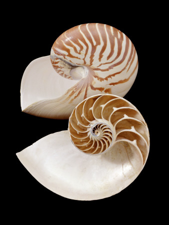 Chambered / Pearly Nautilus (Nautilus Pompilius) Shells, Indo-Pacific by Jane Burton Pricing Limited Edition Print image