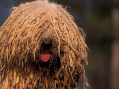 Hungarian Sheepdog / Komondor Face by Adriano Bacchella Pricing Limited Edition Print image