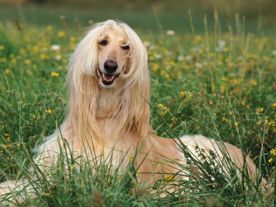 Afghan Hound Lying In Grass by Adriano Bacchella Pricing Limited Edition Print image