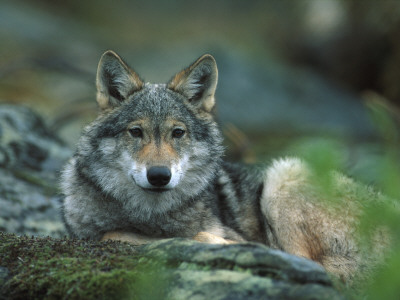 Young European Grey Wolf Resting, Norway by Asgeir Helgestad Pricing Limited Edition Print image
