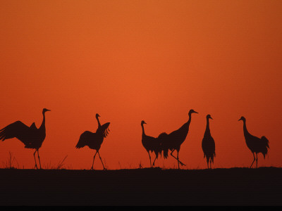 Common Crane Group Dancing Before Sunrise, Hornborga Lake, Sweden, Europe by Bernard Castelein Pricing Limited Edition Print image