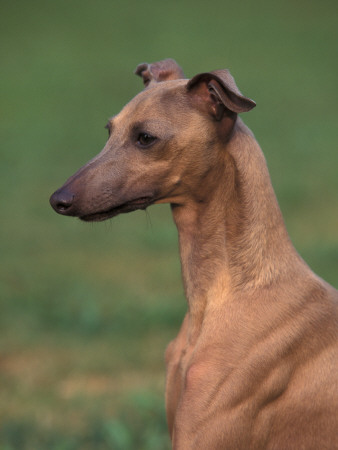 Fawn Whippet Looking Down by Adriano Bacchella Pricing Limited Edition Print image