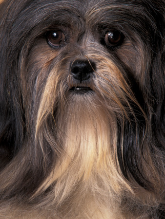 Lhasa Apso Portrait by Adriano Bacchella Pricing Limited Edition Print image
