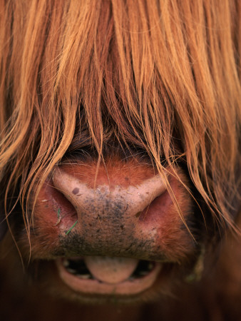 Highland Cattle, Head Close-Up, Scotland by Niall Benvie Pricing Limited Edition Print image