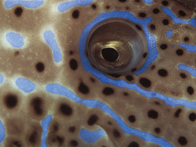 Close-Up Eye Of Longtail Filefish, Indo-Pacific by Jurgen Freund Pricing Limited Edition Print image