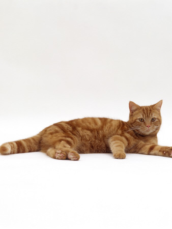 Domestic Cat, Red Tabby Male Lying Down by Jane Burton Pricing Limited Edition Print image