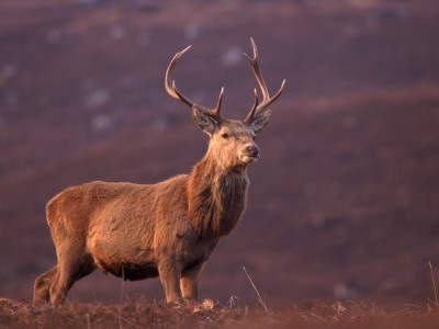 Red Deer Stag Portrait, Scotland, Inverness-Shire by Niall Benvie Pricing Limited Edition Print image