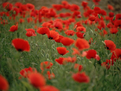 Poppy Field (Papaver Rhoeas), Germany, Europe by Jurgen Freund Pricing Limited Edition Print image