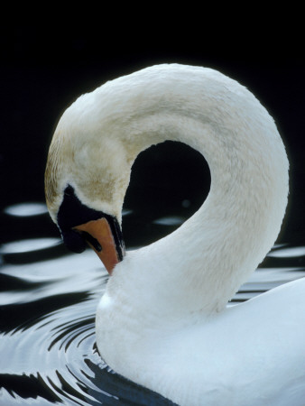 Mute Swan Male Preening, Uk by Simon King Pricing Limited Edition Print image