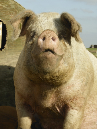 Free Range Organic Sow Portrait, Wiltshire, Uk by T.J. Rich Pricing Limited Edition Print image
