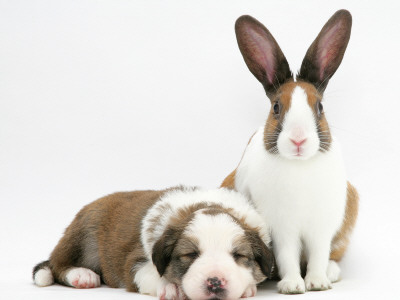 Fawn Dutch Rabbit With Sleeping Sable-And-White Border Collie Pup by Jane Burton Pricing Limited Edition Print image