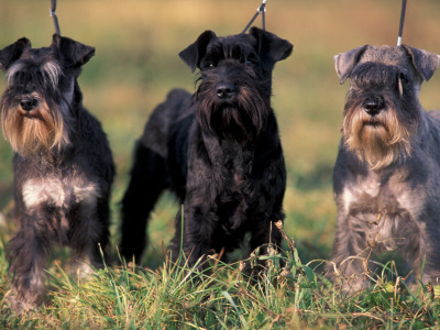 Domestic Dogs, Three Miniature Schnauzers On Leads by Adriano Bacchella Pricing Limited Edition Print image