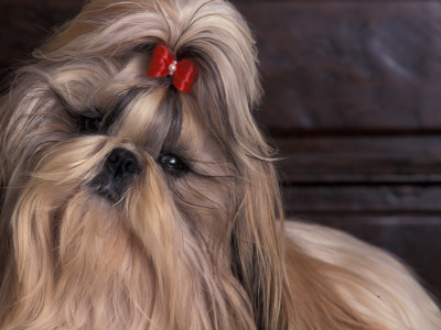 Shih Tzu Portrait With Hair Tied Up, Head Tilted To One Side by Adriano Bacchella Pricing Limited Edition Print image