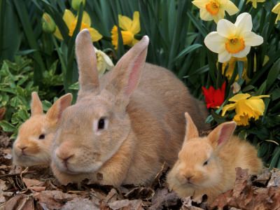 Palamino Rabbits, Mother And Babies, Amongst Daffodils by Lynn M. Stone Pricing Limited Edition Print image