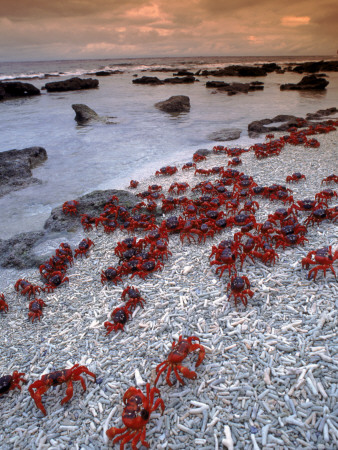 Christmas Island Red Crabs, On The Shore, Indian Ocean, Australia by Jurgen Freund Pricing Limited Edition Print image
