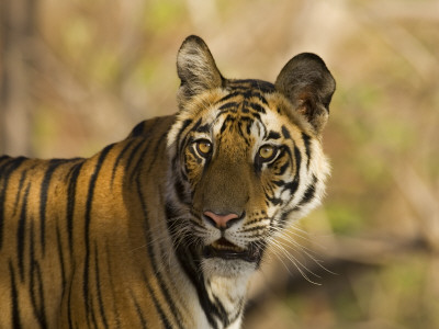 Tiger Portrait, Bandhavgarh National Park, India by Tony Heald Pricing Limited Edition Print image