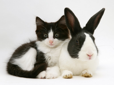 Black Dutch Rabbit With Black-And-White Kitten by Jane Burton Pricing Limited Edition Print image