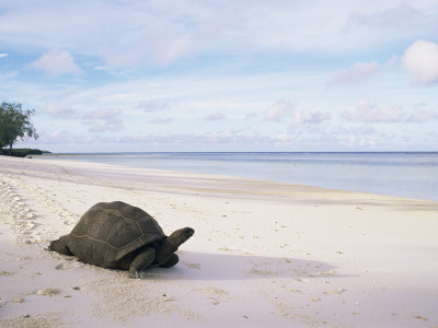 Aldabra Tortoise On Beach, Picard Island, Aldabra, Seychelles by Pete Oxford Pricing Limited Edition Print image