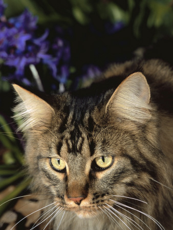 Maine Coon Domestic Cat, Usa by Lynn M. Stone Pricing Limited Edition Print image