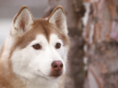 Siberian Husky Portrait, Usa by Lynn M. Stone Pricing Limited Edition Print image