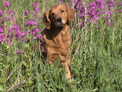 Golden Retriever Amongst Meadow Flowers, Usa by Lynn M. Stone Pricing Limited Edition Print image