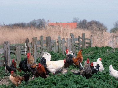Chickens, Domestic Fowl, Rooster And Hens, Netherlands by Damschen Pricing Limited Edition Print image
