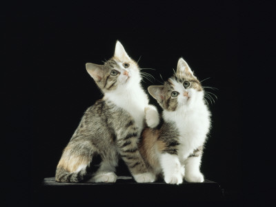 Two Domestic Cat Kittens Looking Up, Uk by Jane Burton Pricing Limited Edition Print image