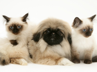 Birman-Cross Kittens With Pekingese Puppy by Jane Burton Pricing Limited Edition Print image