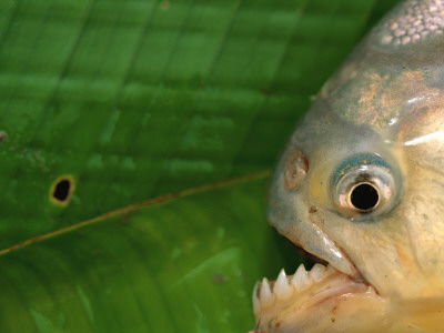 Piranha, Pantanal, Brazil by Staffan Widstrand Pricing Limited Edition Print image