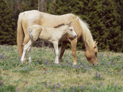 Wild Horse And Foal, Mustang, Pryor Mts, Montana, Usa by Lynn M. Stone Pricing Limited Edition Print image