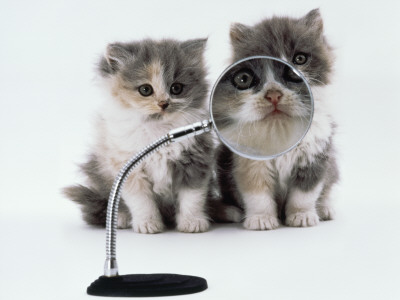 Two Domestic Cat Kittens Play With Magnifying Glass by Jane Burton Pricing Limited Edition Print image