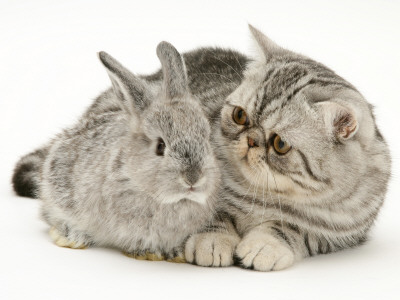 Silver Exotic Kitten Looking Inquisitively At Silver Baby Rabbit by Jane Burton Pricing Limited Edition Print image