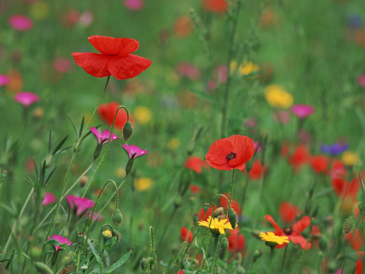 Wild Flowers, Including Poppy And Corncockle, Cultivated For Seed, Netherlands by Niall Benvie Pricing Limited Edition Print image